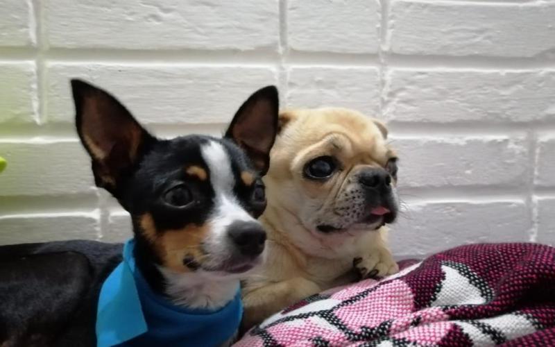 Guatemala integra requisitos para ingreso y egreso de perros y gatos como mascotas