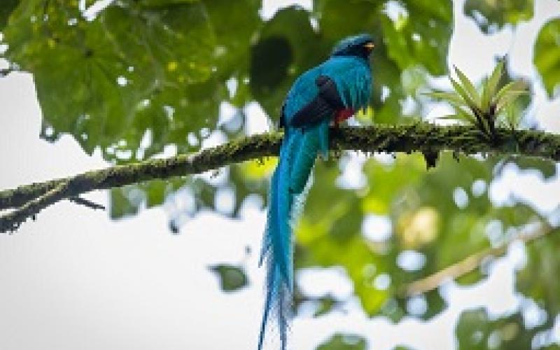 El Quetzal