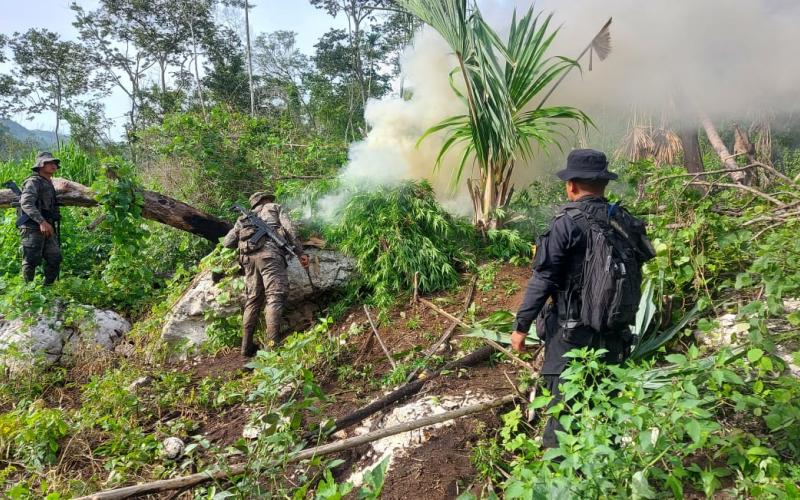 Soldados del Ejército de Guatemala, apoyaron la erradicación de una plantación de marihuana