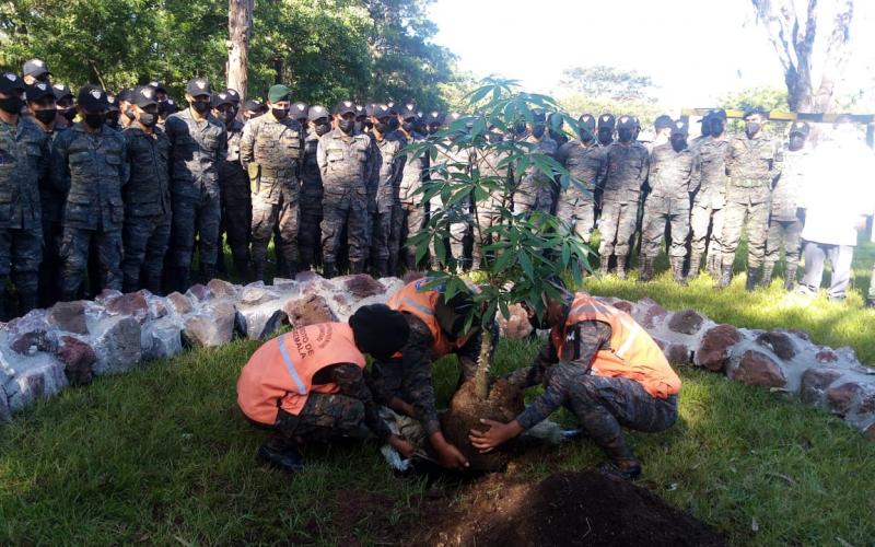 Ejército de Guatemala ha plantado más de 150 ejemplares del árbol nacional Ceiba