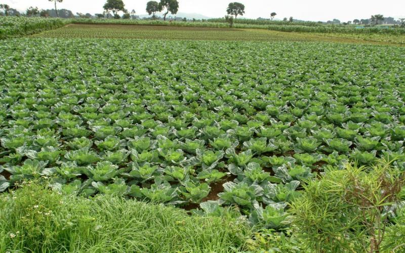 Millonaria inversión para la reconversión agropecuaria