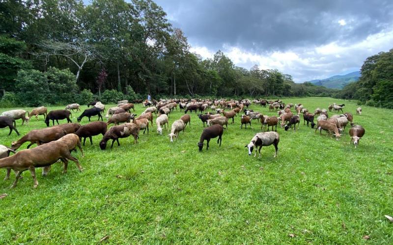 Guatemala celebra segundo seminario virtual de agricultura orgánica