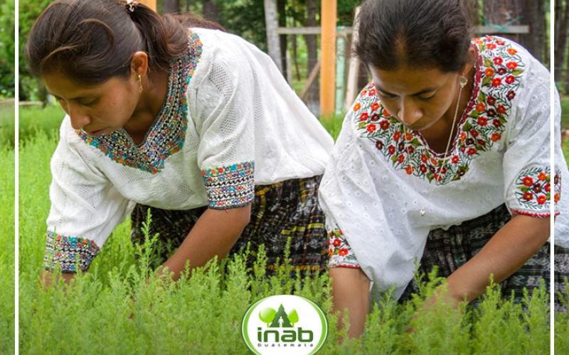 Mujeres trabajando en el sector forestal de Guatemala 