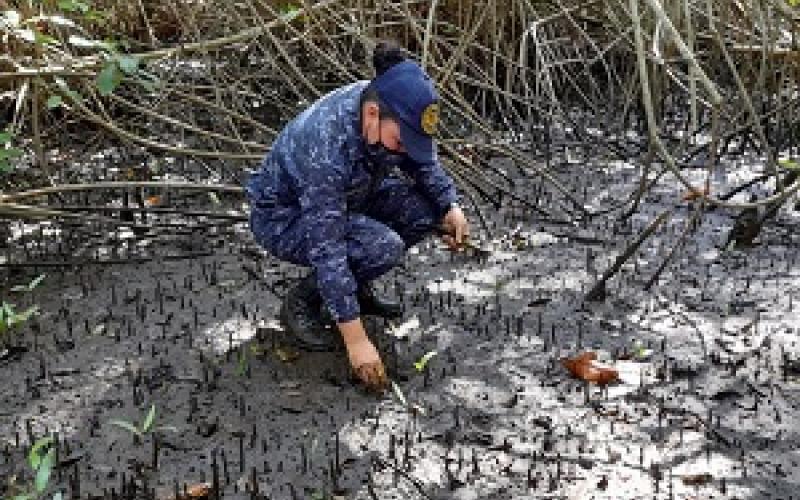 Unidades navales participaron en la reforestación de mangle rojo.