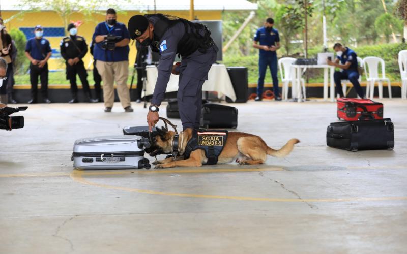 Escuela canina