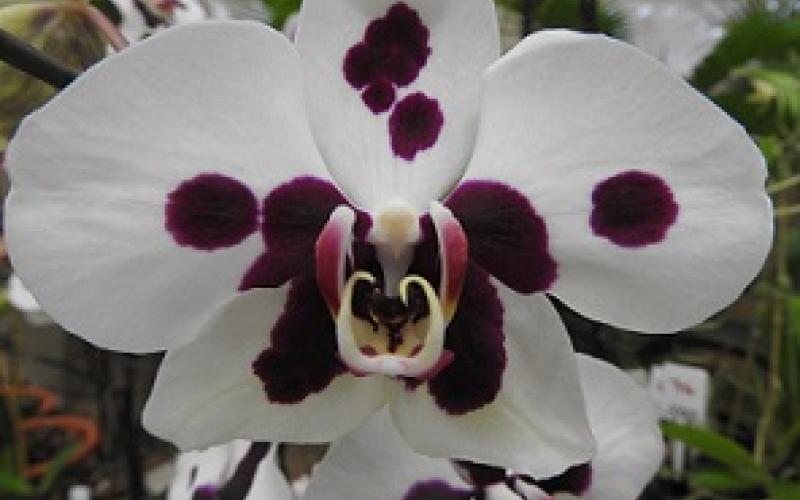 Orquideas