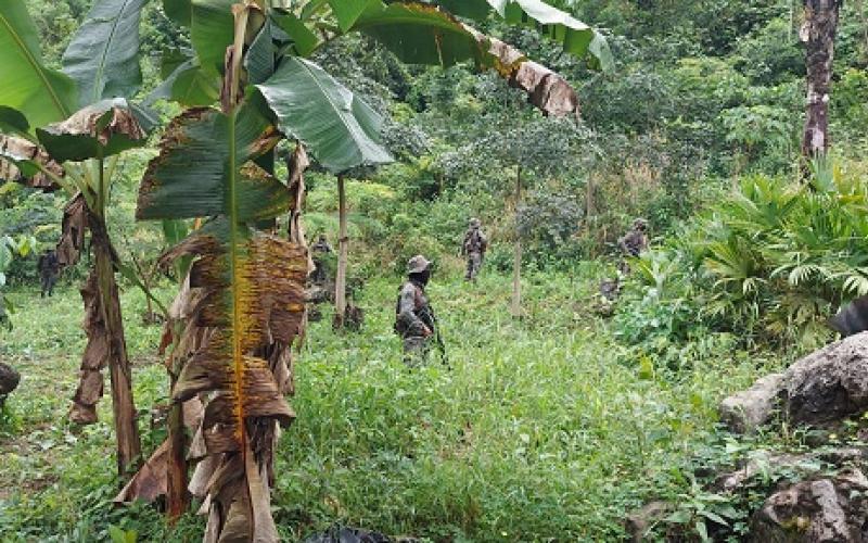 Ejército de Guatemala localizó y apoyó erradicación de 96 mil 168 arbustos de coca en Alta Verapaz