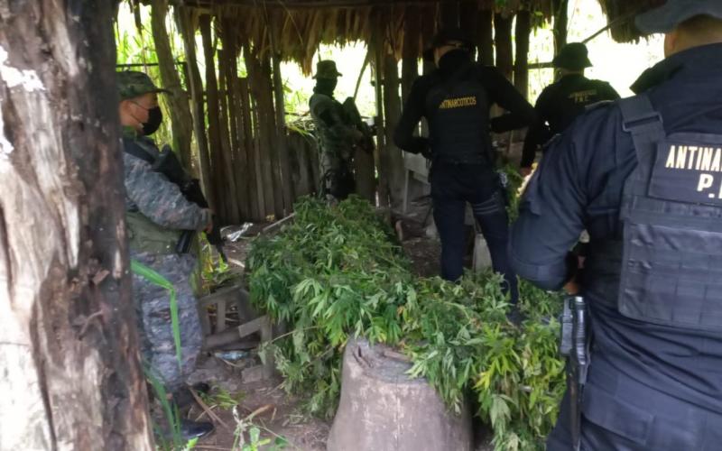 Ejército apoya labores de erradicación de matas de marihuana en Petén.