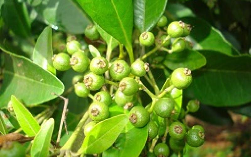 vida silvestre