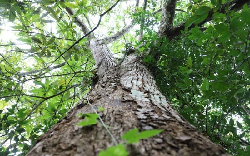 Los bosques, oxígeno para las urbes y oportunidad de desarrollo para comunidades