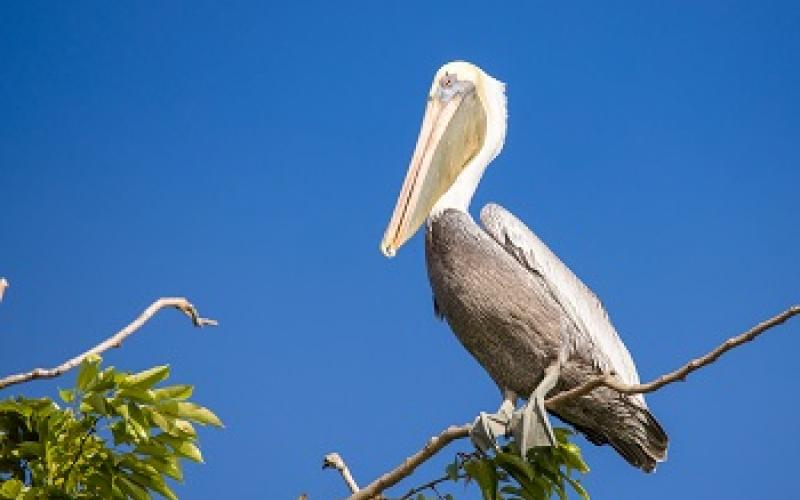 aves migratorias