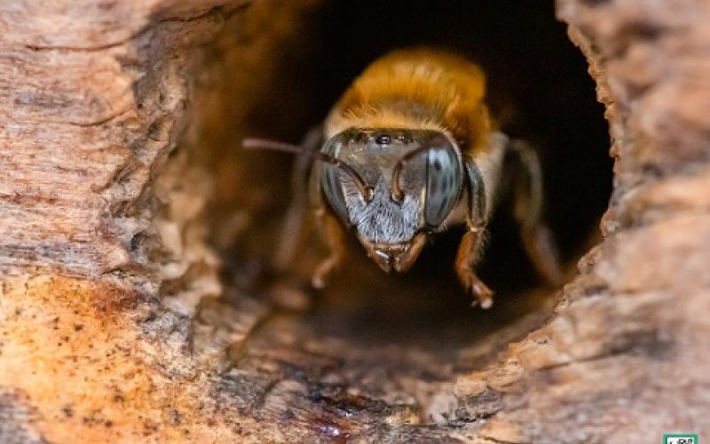 abejas
