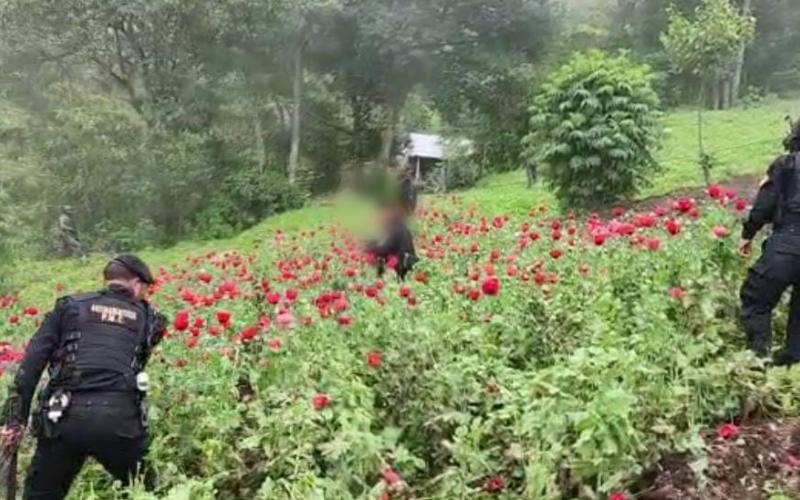 Destruyen plantaciones ilícitas en San Marcos