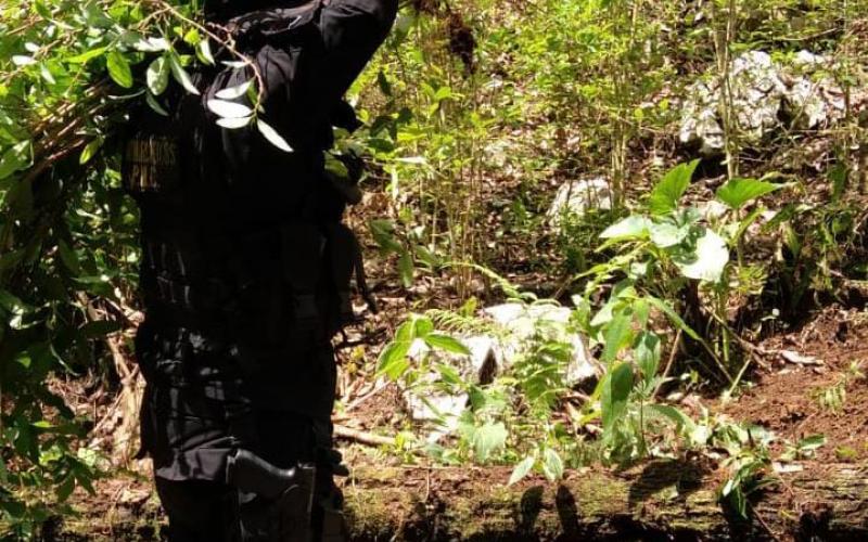 Destruyen plantaciones de ilícitos en Livingston, Izabal
