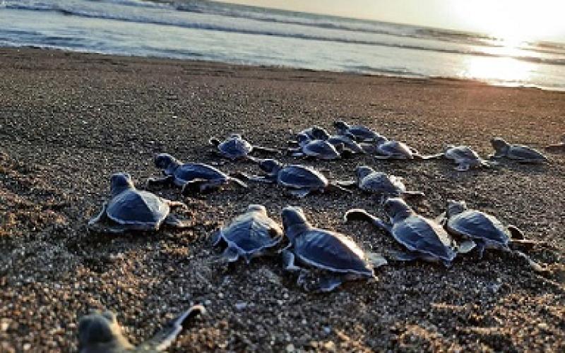 tortugas