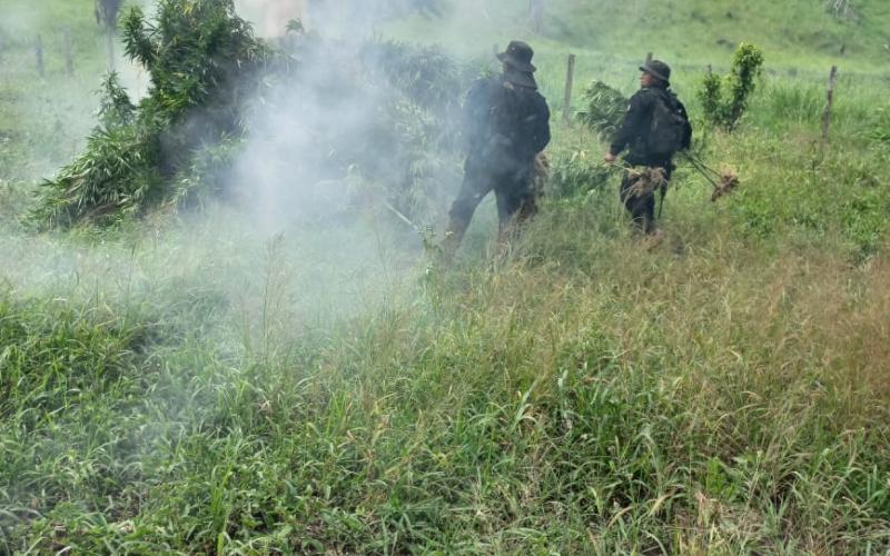 Erradican plantaciones de ilícitos en San Marcos y Petén