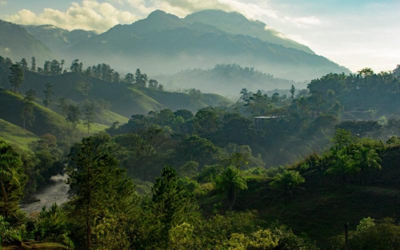 Programas agroforestales 