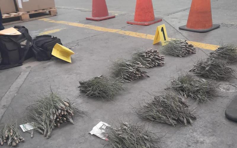 Localizan plantas en peligro de extinción en encomienda