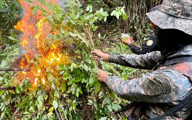 Ejército de Guatemala erradicó más de 78 mil arbustos de ilícitos en San Luís, Petén
