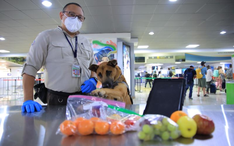 Día Regional de la Sanidad Agropecuaria: destacan decomisos realizados por unidades caninas en Guatemala