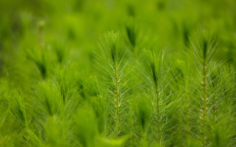 Logros MARN: Programa de reforestación recupera áreas boscosas y fortalece zonas de recarga hídrica