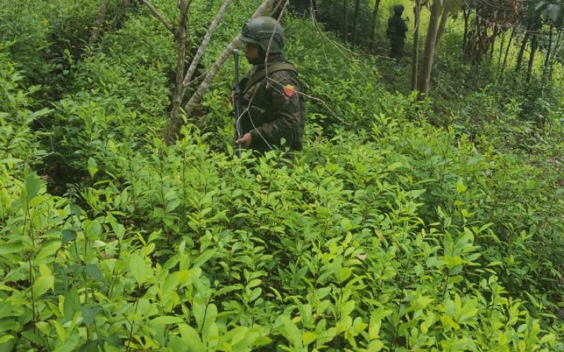 Ejército de Guatemala erradicó 1,037,871 arbustos de coca, en lo que va del 2023.