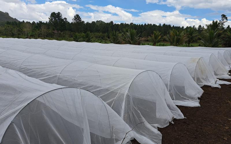 MAGA en Petén construirá macrotuneles para la producción de hortalizas
