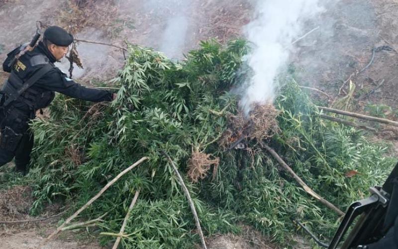 Localizan y erradican plantación de marihuana en Huehuetenango