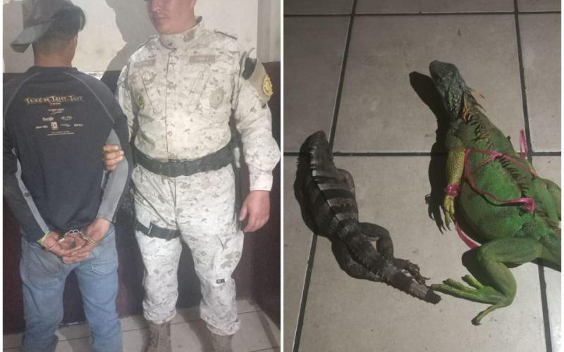 Diprona captura a persona por tráfico ilegal de fauna silvestre