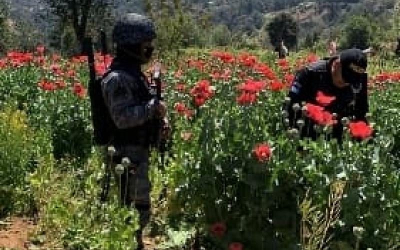 Erradican amapola en Chimaltenango y San Marcos