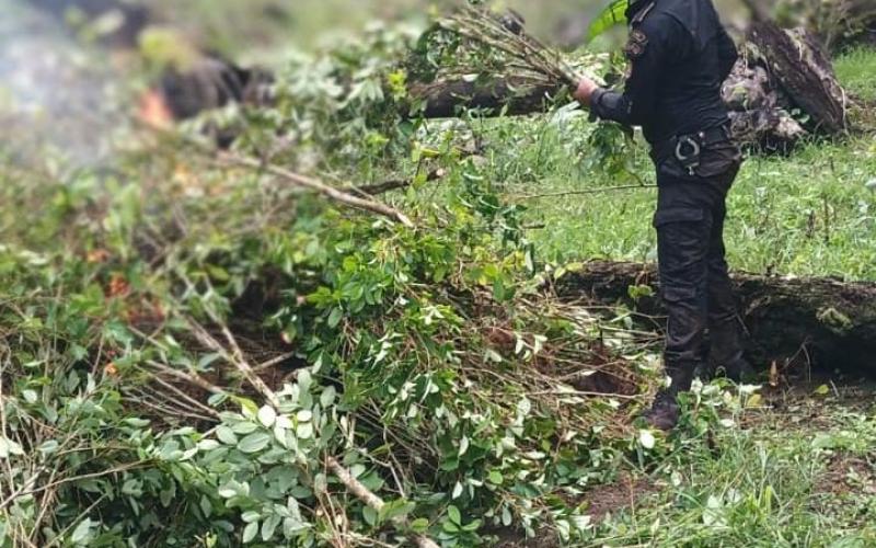 Más de 448 mil arbustos de hoja de coca erradicados en Izabal