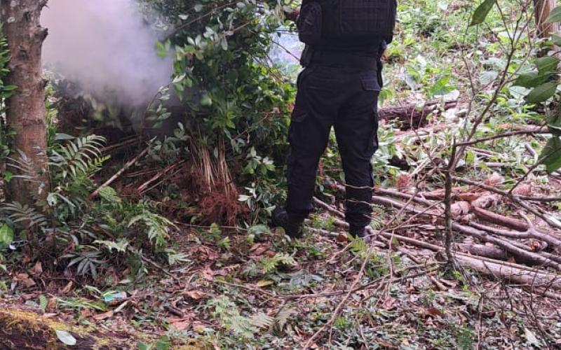 Erradican arbustos de hoja de coca valorados en Q1.2 millones