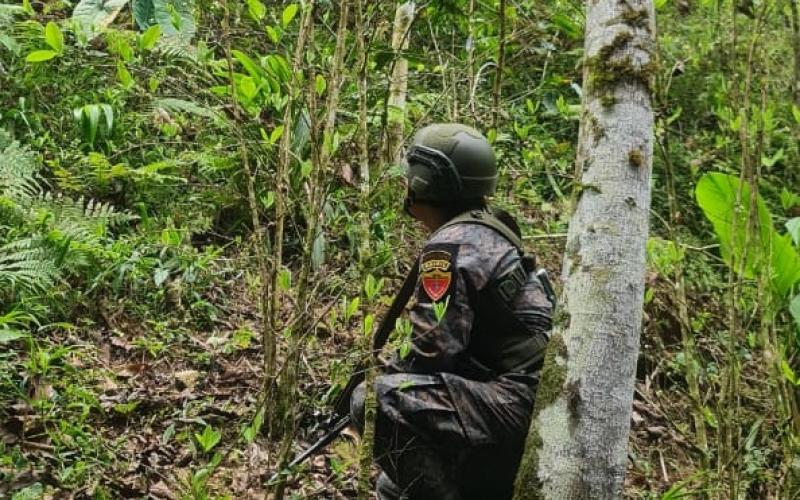 Ejército de Guatemala localizó plantaciones de hoja de coca en Izabal y Alta Verapaz.