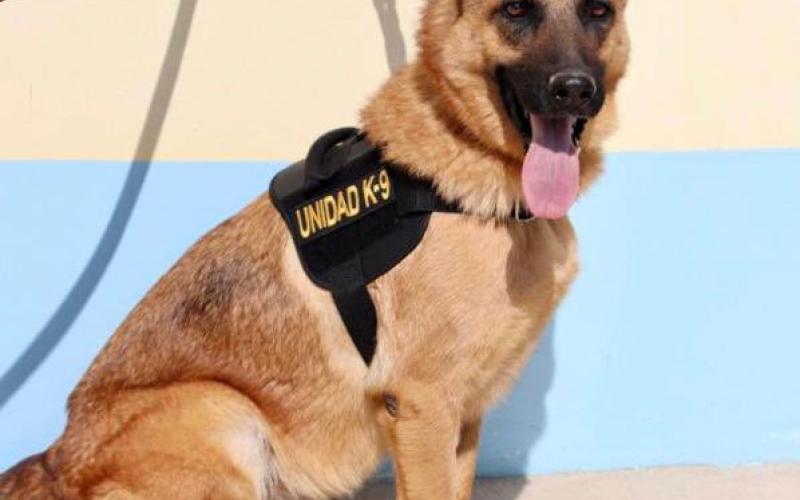 Rinden homenaje póstumo al agente canino Rexis
