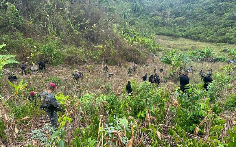 Ejército de Guatemala erradicó 6 millones de arbustos de coca en lo que va del 2023.