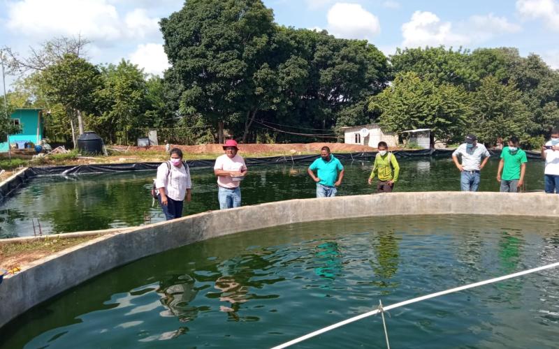 Más de un millón de libras de tilapia se produjeron en Petén 