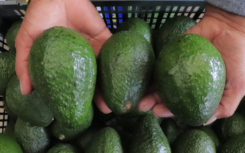 Aguacate Hass guatemalteco busca conquistar el paladar estadounidense