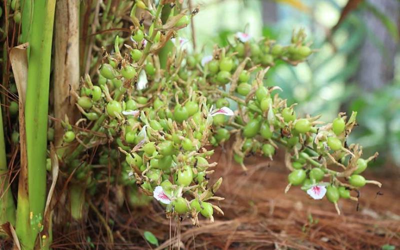 Cardamomo delicia aromática de Petén para el mundo