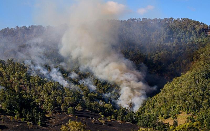 Conozca las medidas para prevenir un incendio forestal