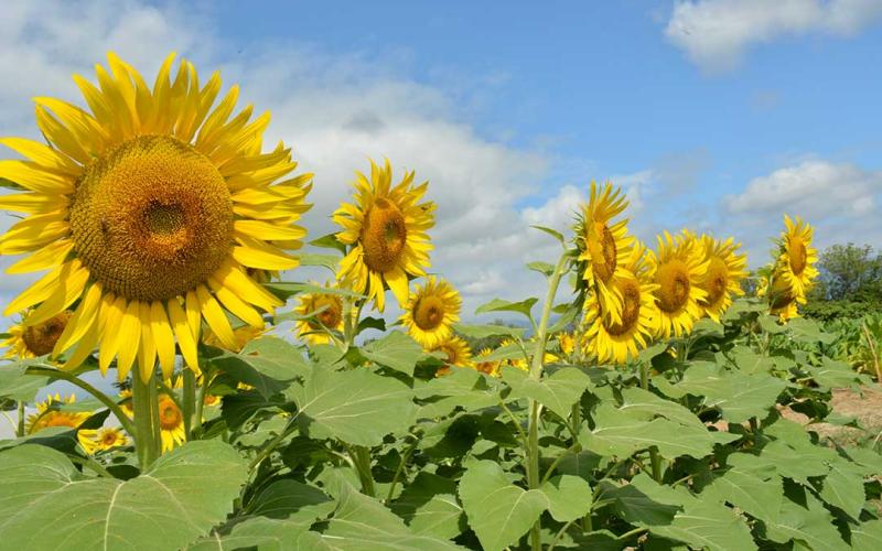 Cooperativa avanza convertirse en exportadora de flores