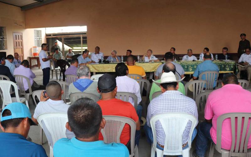 Erradicarán plaga de hormiga loca en Petén