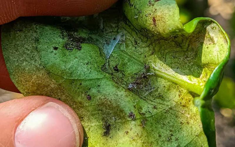 Monitorean plantaciones de limón en Petén