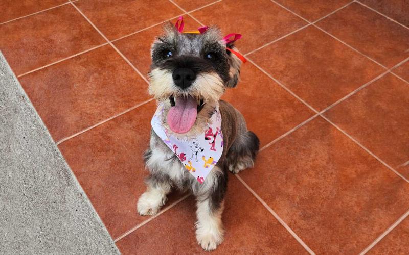Recomendaciones si sale de vacaciones con su mascota