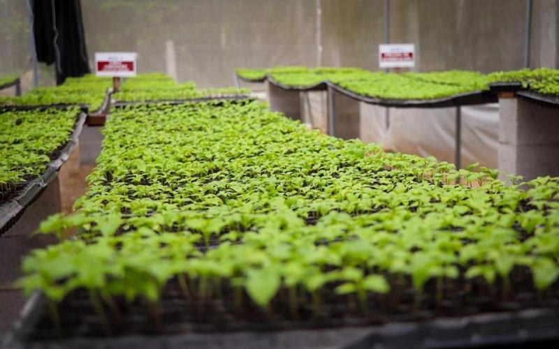 Conozca el procedimiento para obtener pilones de hortalizas en Petén