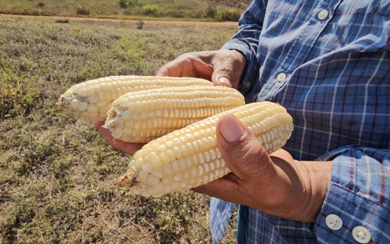 Semilla artesanal de maíz blanco beneficiosa para la agricultura en Suchitepéquez