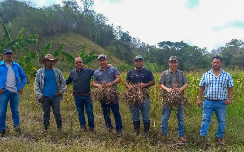 Verifican cultivos en Petén