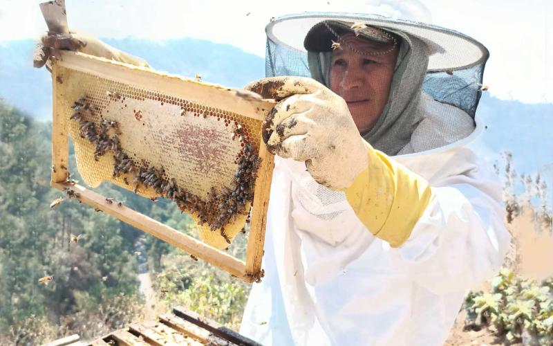 Impulsan a las y los productores de miel de Santa Catarina Palopó