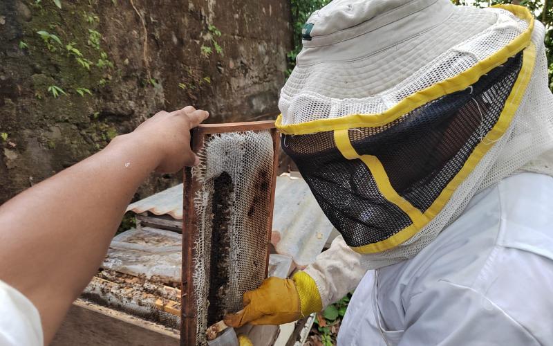 Abejas: claves para la producción y economía del país