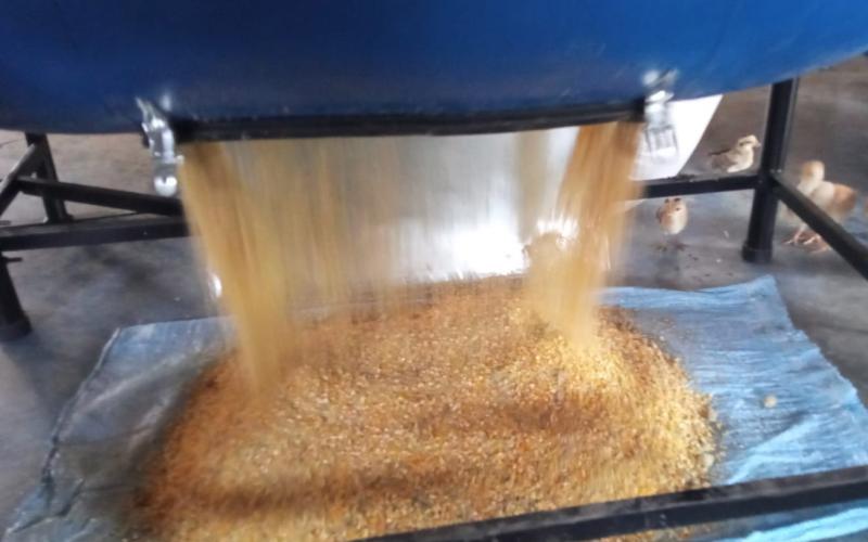 Acuicultura sostenible: elaboran en Petén harina de pez diablo que brinda múltiples beneficios 