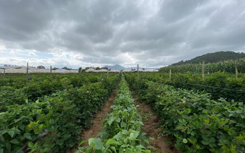 Se acerca temporada ciclónica: conozca las recomendaciones para el sector agropecuario